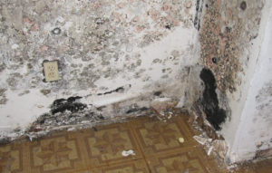 mold damage restoration
